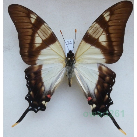 Eurytides serville (Godart, 1824) Peru 85mm14